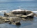 Bird Rock!