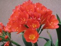 local color