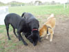 Miko, Stella and Bud find a good spot.