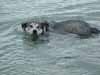 Jake happily swimming around.