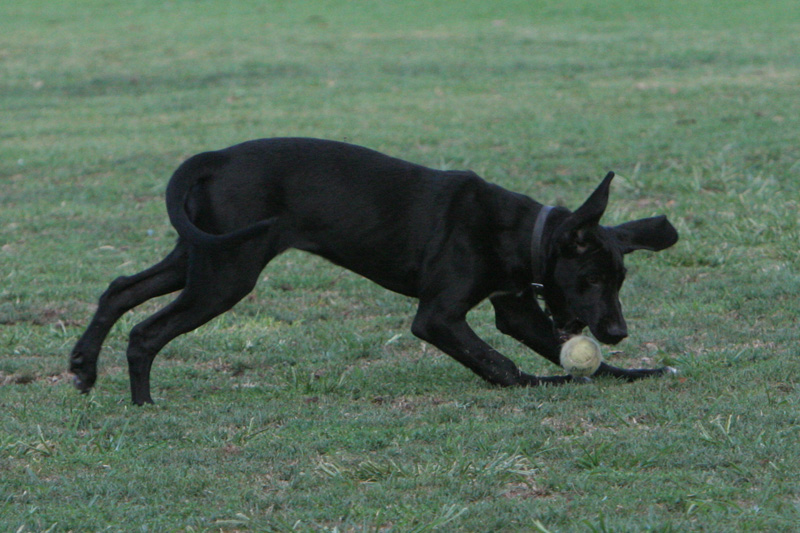 Champ gets the ball