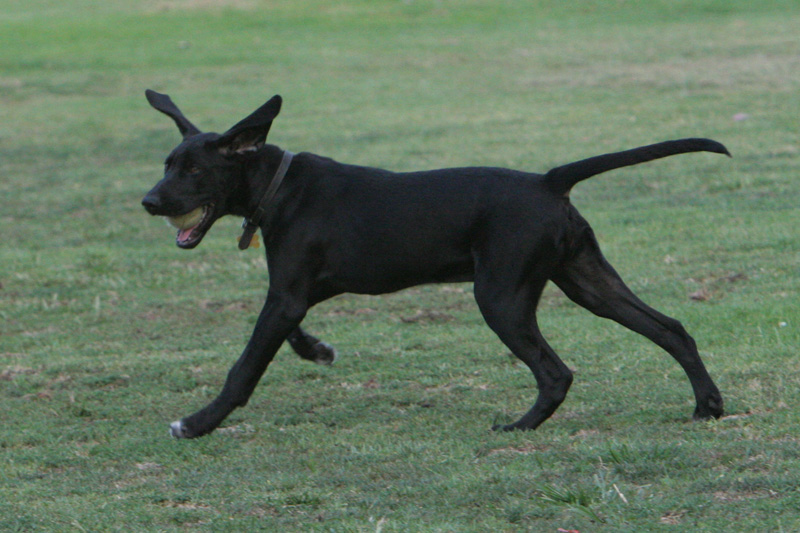 Champ with flying ears
