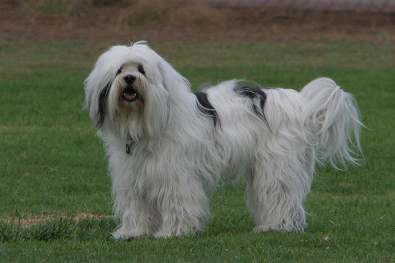 Mop Dog