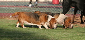 Basset Buddies s