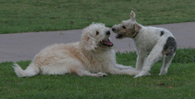 Jaida and Rocky